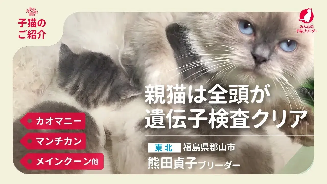 【保存版】猫 ブリーダー 郡山で探す！絶対に後悔しない子猫選び